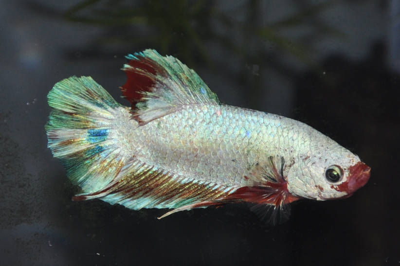 Miniaturbild: Siamesischer Kampffisch, Betta splendens Koi Giant