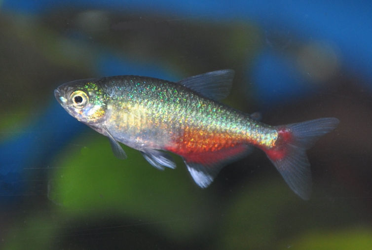 Miniaturbild: Rubinsalmler, Aphyocharax rathbuni