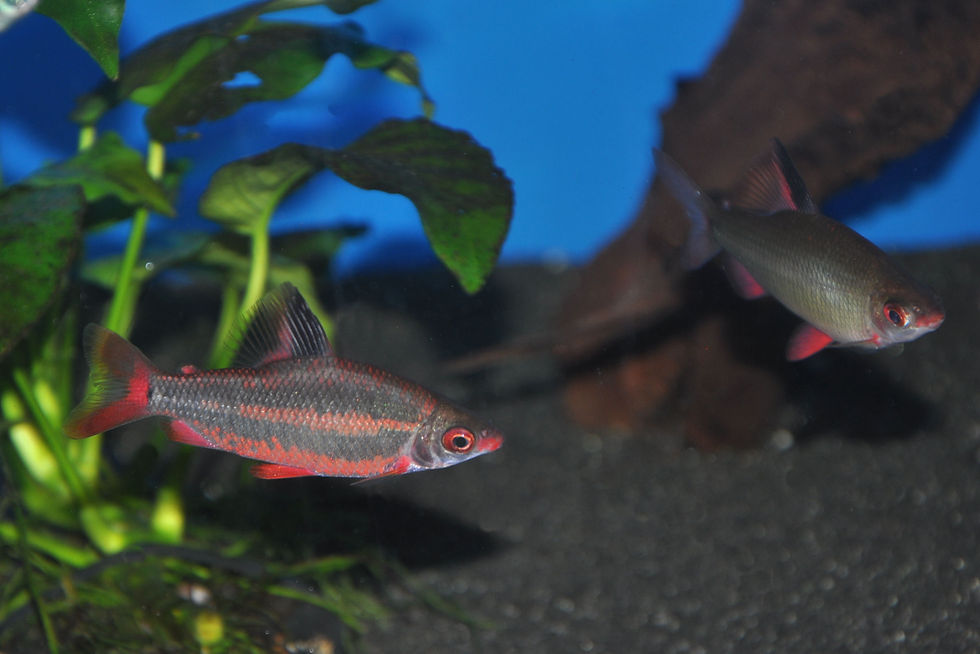Miniaturbild: Distichodus sp. black & red Lefini River, Geradsalmler