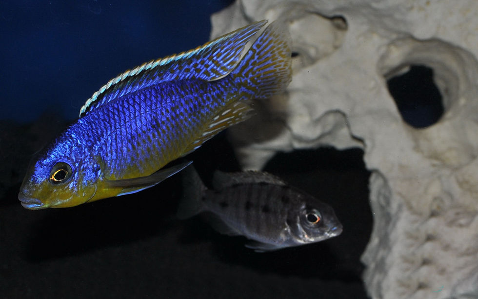Miniaturbild: Protomelas virgatus Pombo Reef
