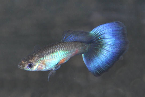 Hochzucht Guppy, Poecilia reticulata cobalt blau