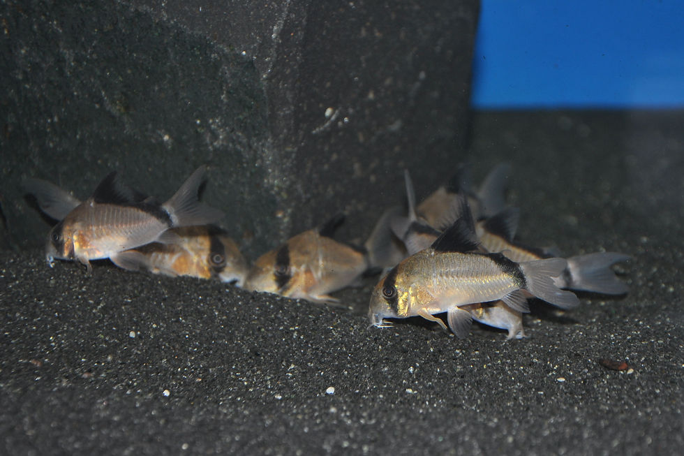 Miniaturbild: Schwarzrücken-Panzerwels, Corydoras metae