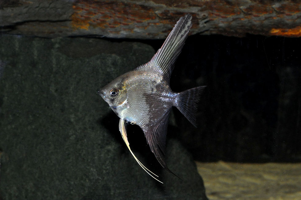 Chocolate-California-Skalar, Pterophyllum scalare