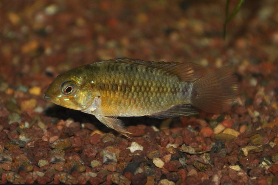 Miniaturbild: Villavicencio-Zwergbuntbarsch, Apistogramma macmasteri