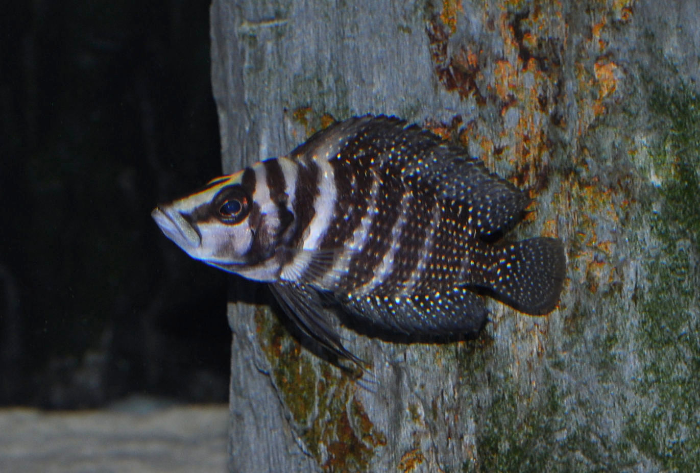 Perlhuhn-Cichlide, Altolamprologus calvus black