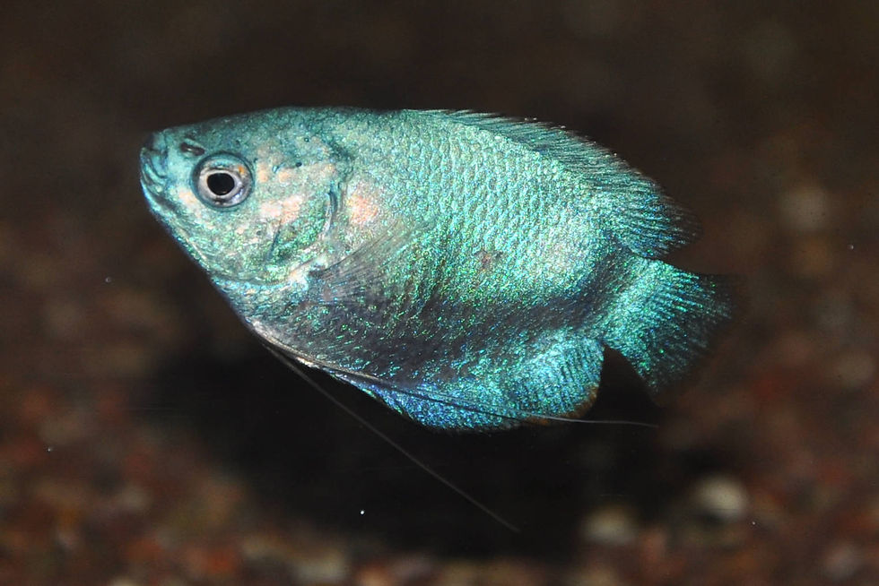 Miniaturbild: Cobaltblauer Zwergfadenfisch, Trichogaster lalius cobalt