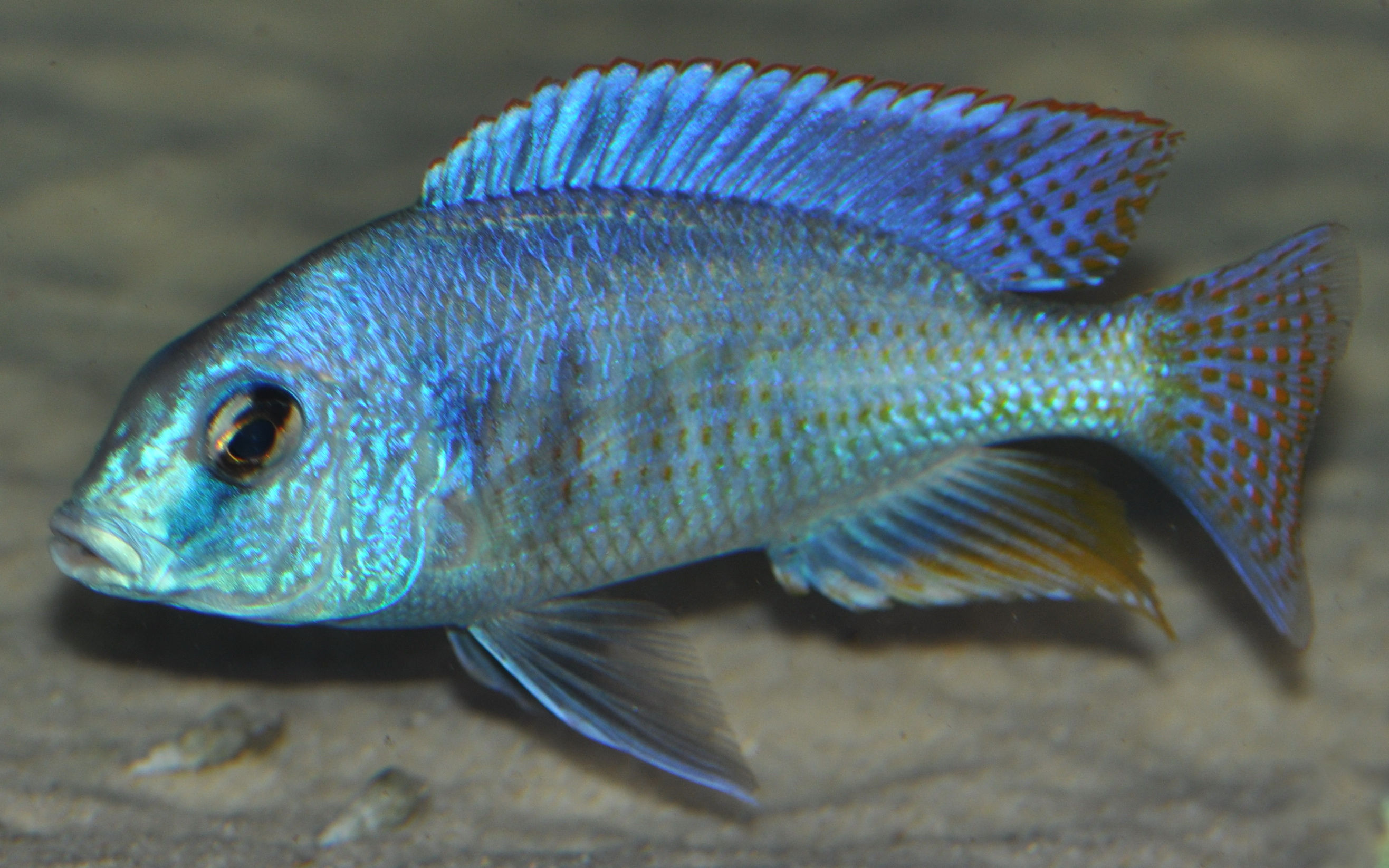 Chilotilapia rhoadesii