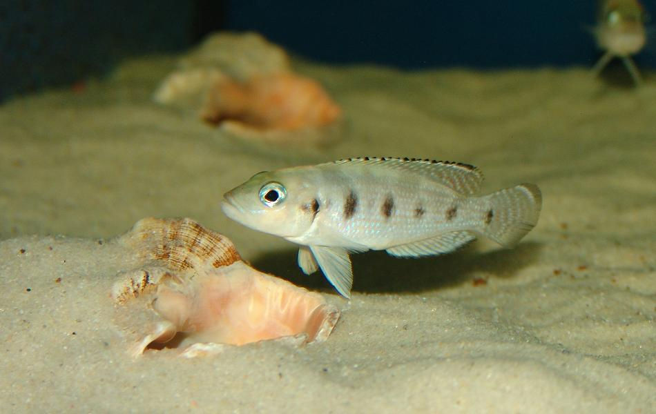 Miniaturbild: Schneckenbuntbarsch, Neolamprologus hecqui
