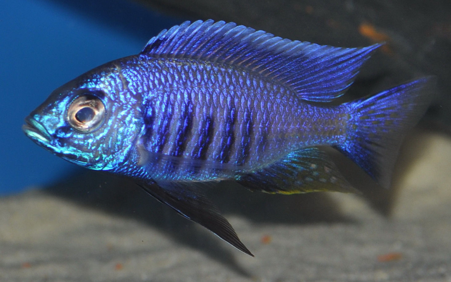 Copadichromis azureus Mbenji