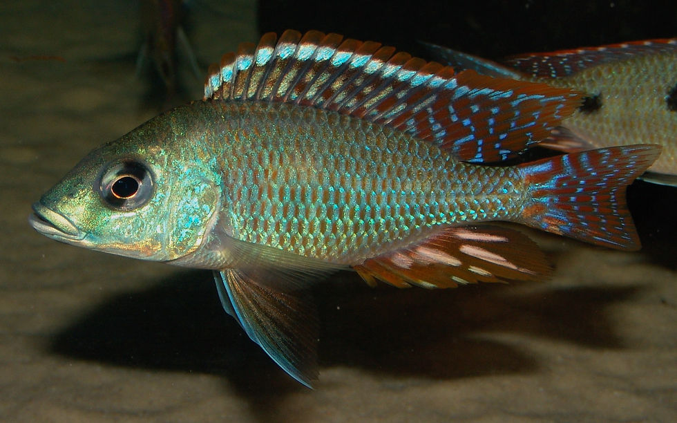 Miniaturbild: Otopharynx tetrastigma
