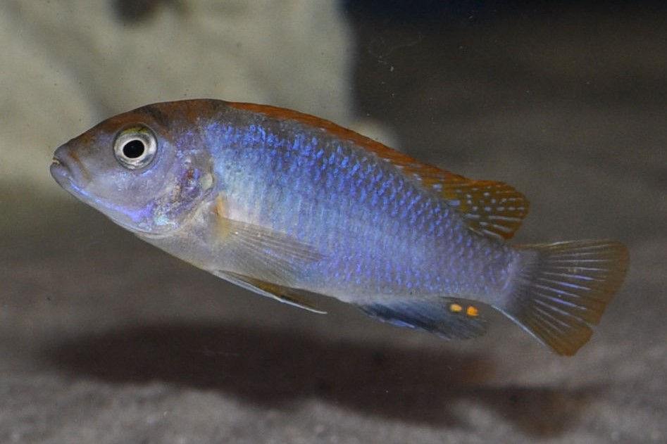 Miniaturbild: Labidochromis sp. hongi Hongi Island