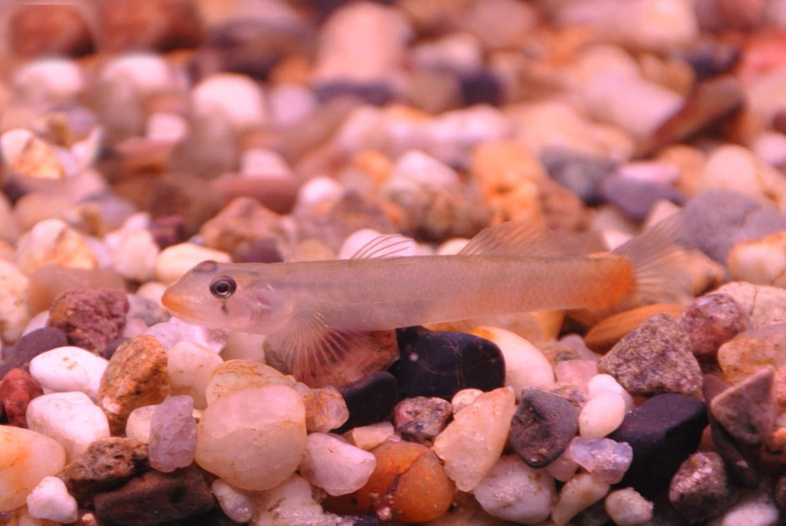 Rötliche Lippenstiftgrundel, Sicyopus rubicundus