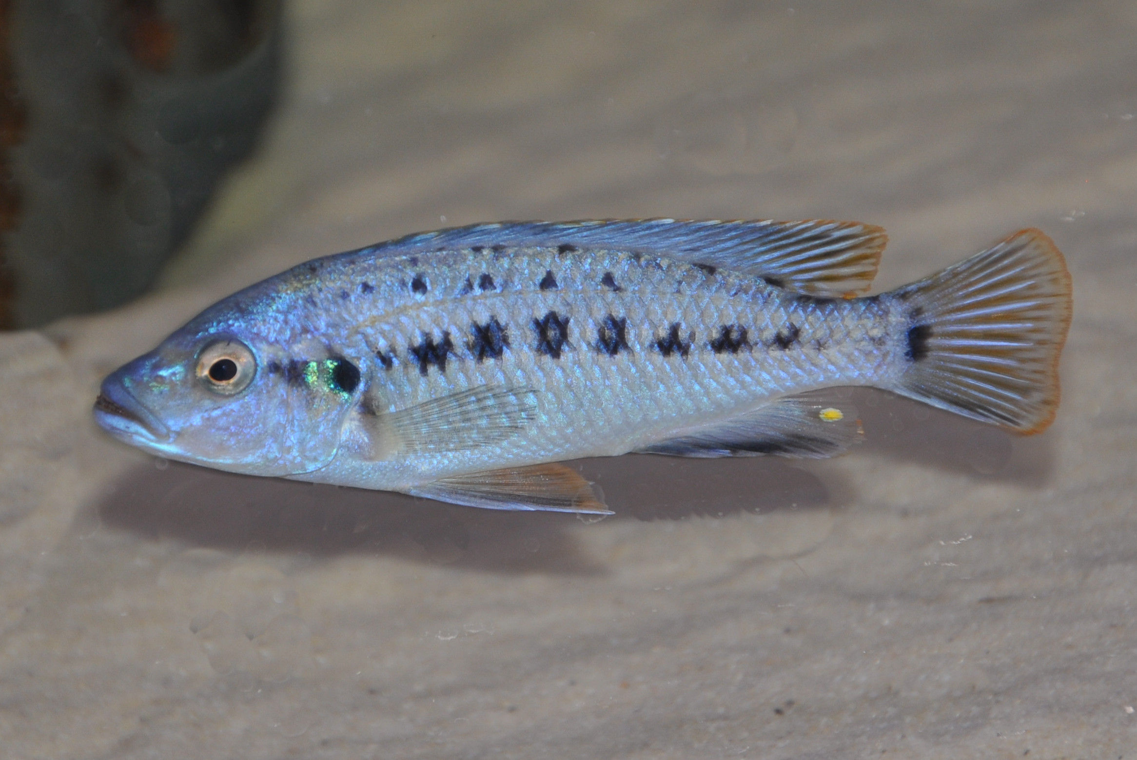 Pseudotropheus benetos Kirondo