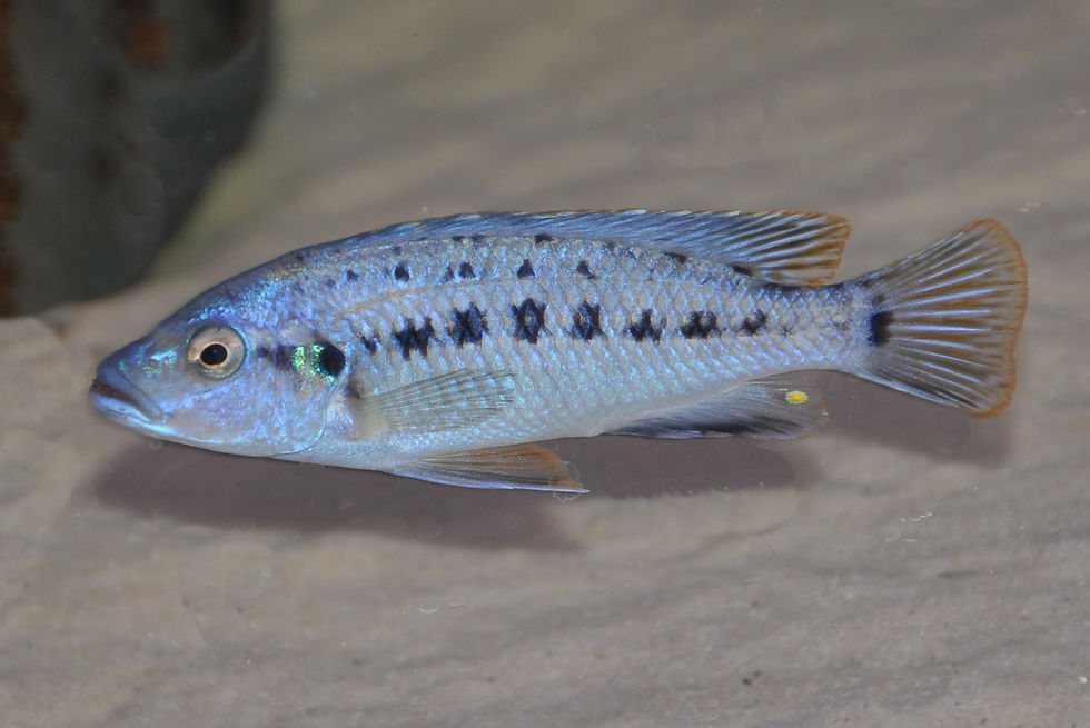 Miniaturbild: Pseudotropheus benetos Kirondo