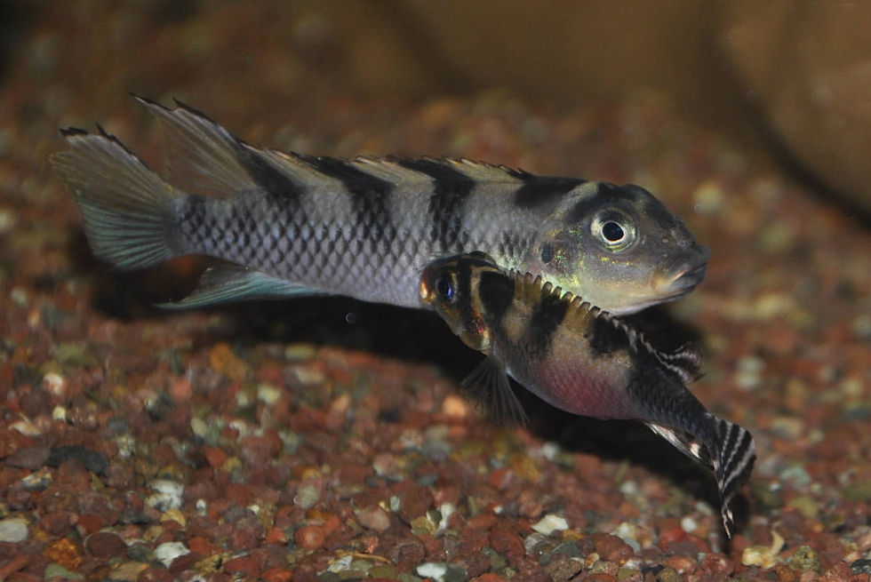 Miniaturbild: Transvestiten-Zwergbuntbarsch, Nanochromis transvestitus