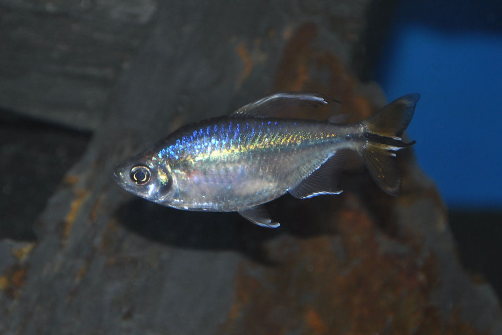 Miniaturbild: Gelber Kongosalmler, Hemigrammopetersius caudalis