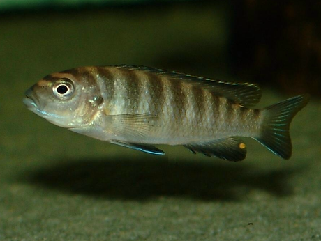 Pseudotropheus flavus (6).BMP
