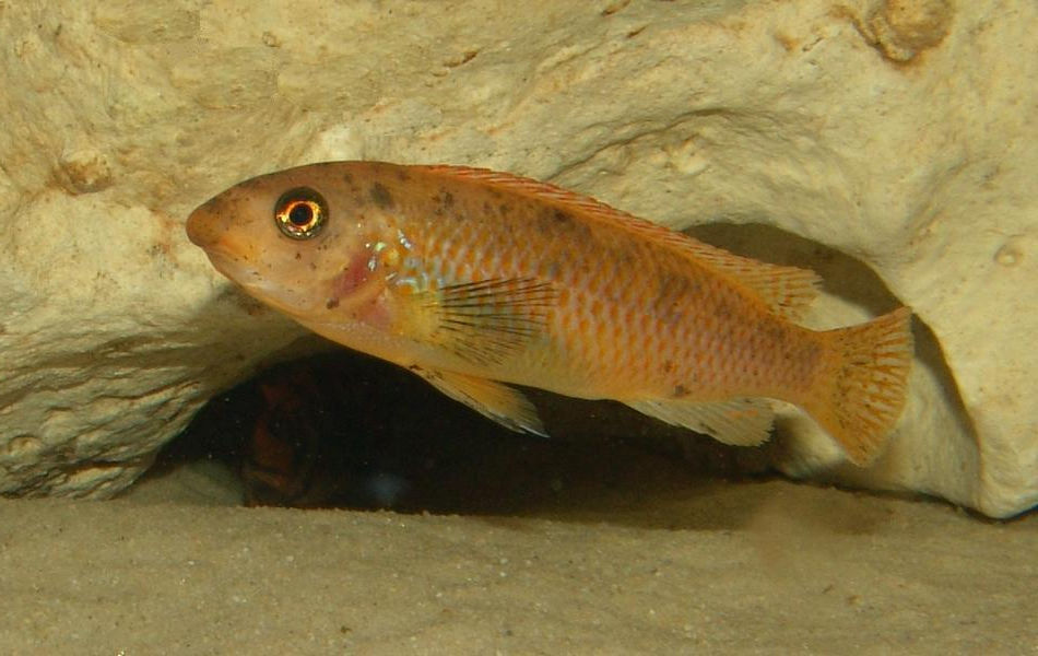 Miniaturbild: Labeotropheus trewavasae Thumbi West