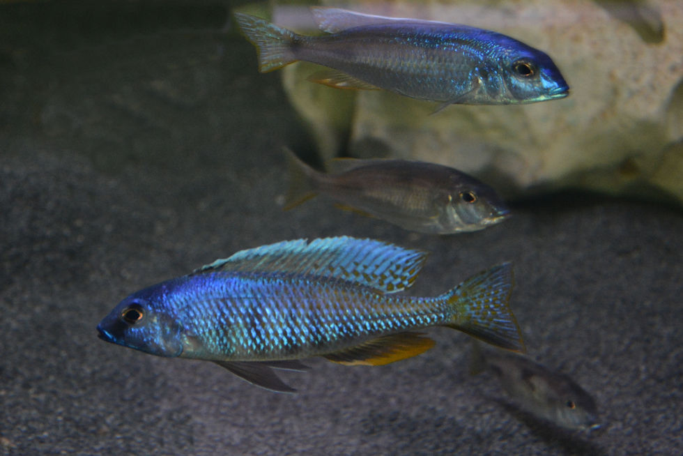 Miniaturbild: Otopharynx sp. torpedo blue