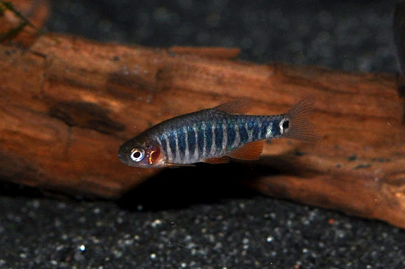 Quergestreifter Zwergbärbling, Danio erythromicron
