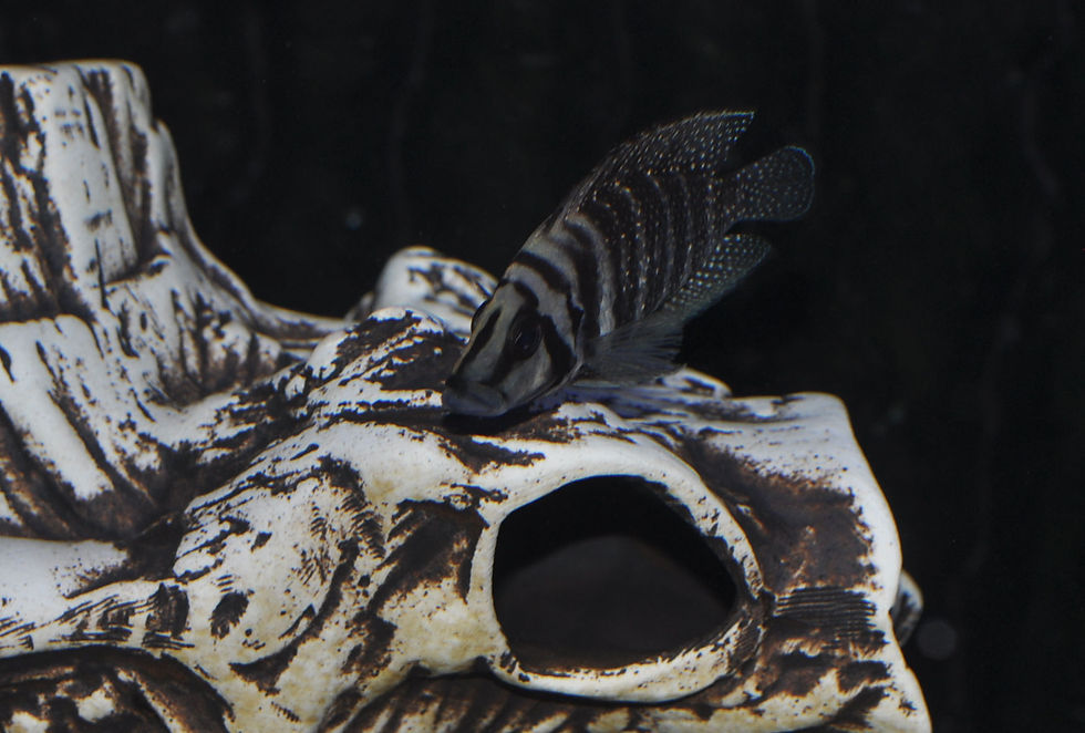 Miniaturbild: Perlhuhn-Cichlide, Altolamprologus calvus black