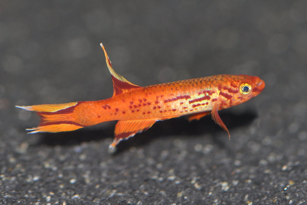 Miniaturbild: Goldener Kap Lopez Killifisch, Aphyosemion australe Gold