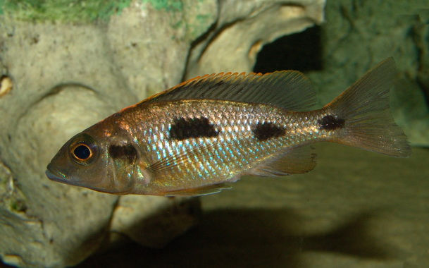Miniaturbild: Otopharynx lithobates Dombwe Reef