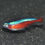 Miniaturbild: Roter Neon, Paracheirodon axelrodi