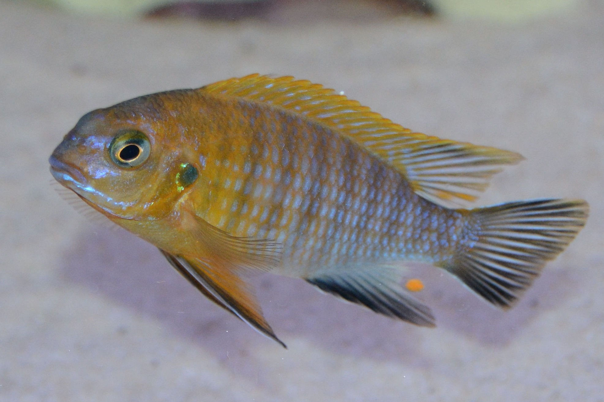 Tropheops sp. mauve Magunga