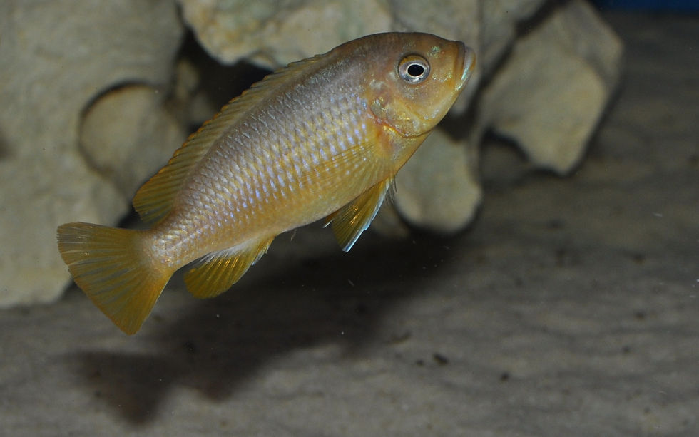 Miniaturbild: Metriaclima koningsi Likoma