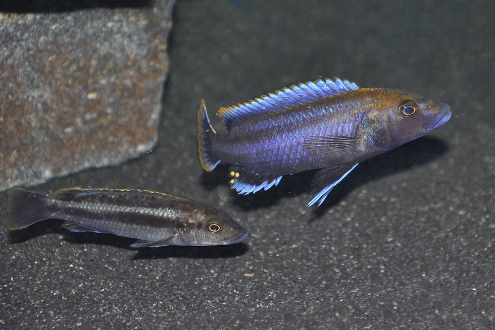 Miniaturbild: Melanochromis melanopterus Minos Reef