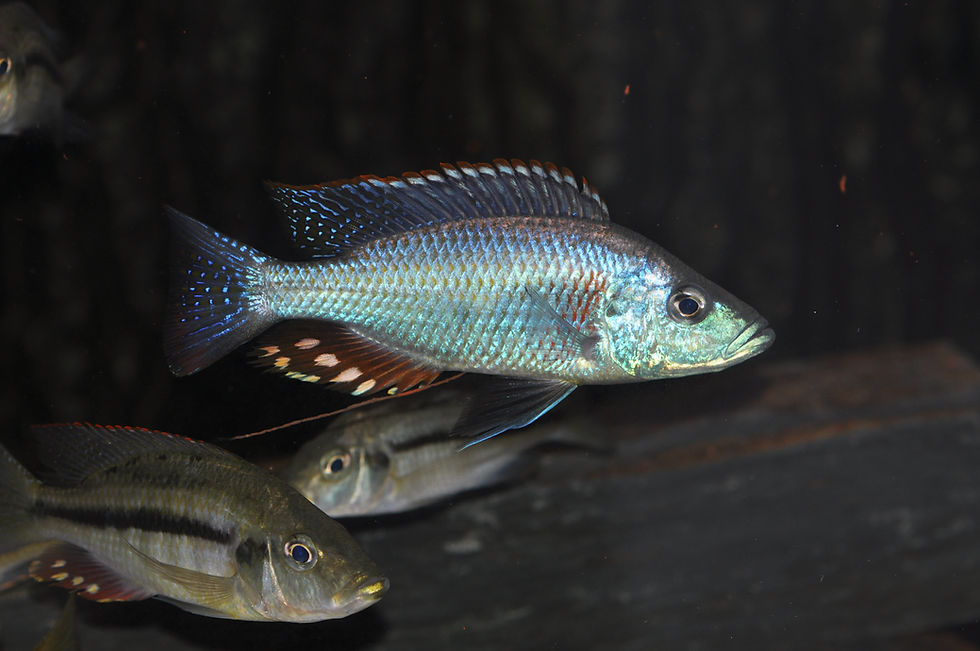 Miniaturbild: Dimidiochromis strigatus