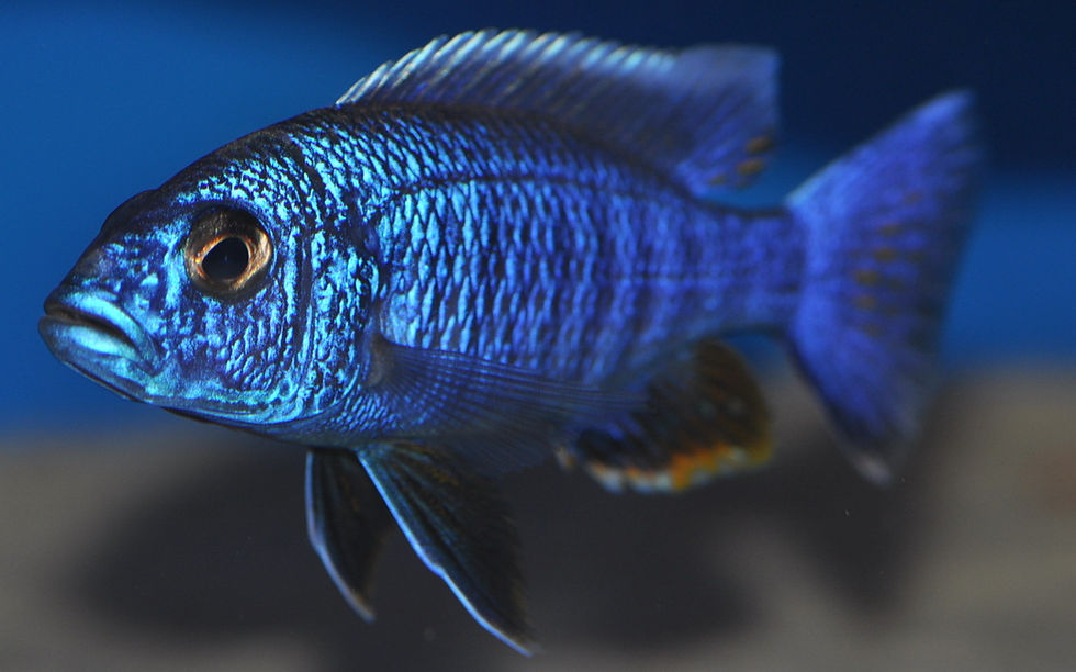 Miniaturbild: Sciaenochromis fryeri