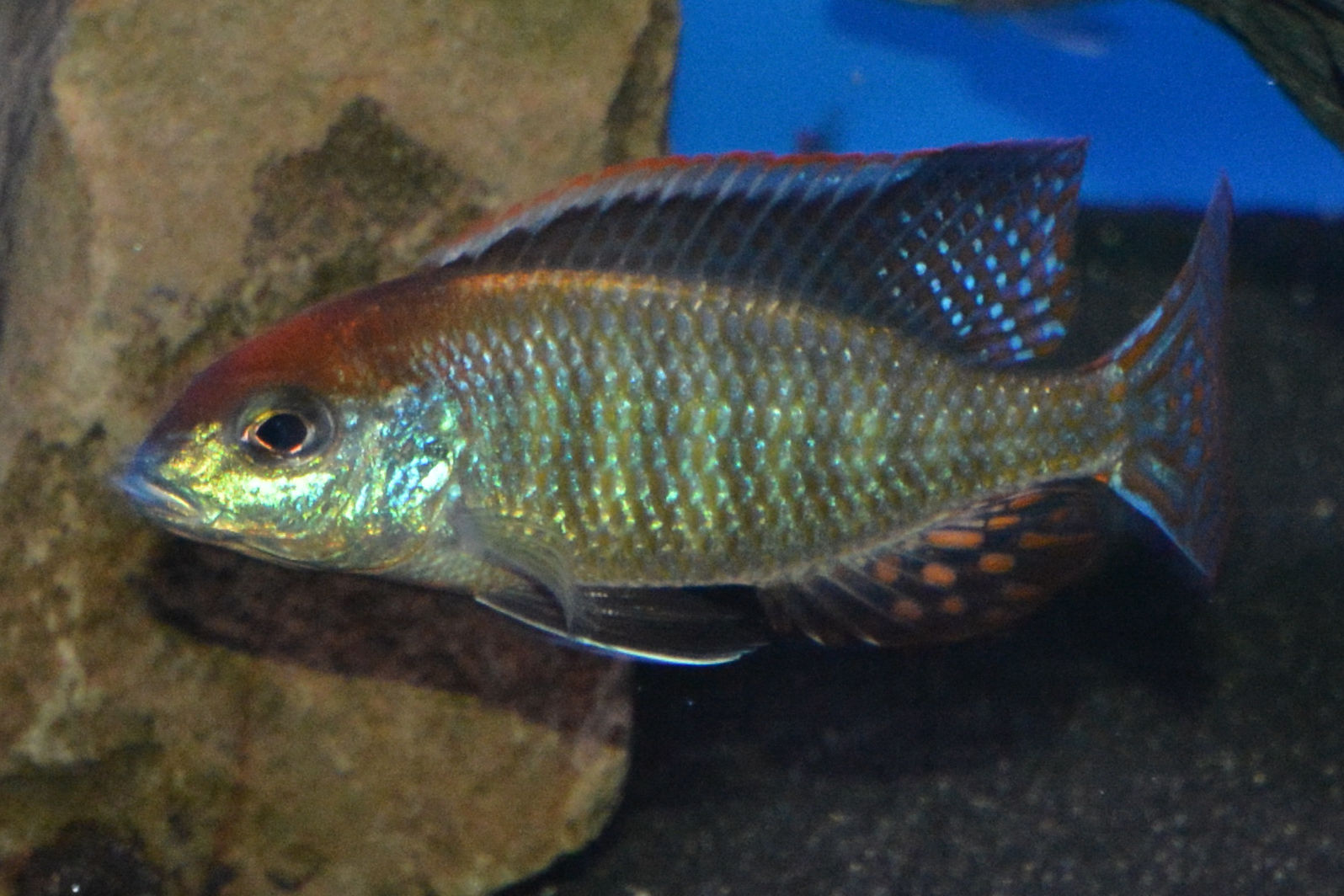 Lethrinops sp. red cap Itungi