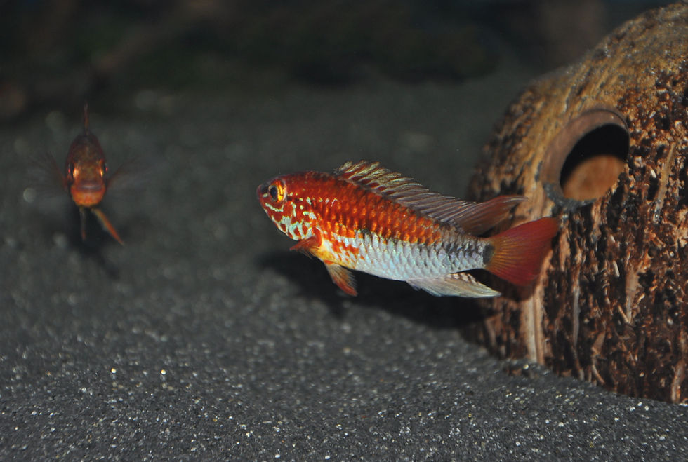 Miniaturbild: Villavicencio-Zwergbuntbarsch, Apistogramma macmasteri red Mask