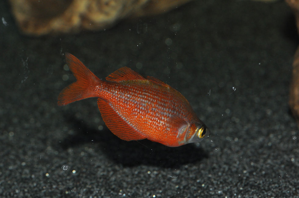 Miniaturbild: Lachsroter Regenbogenfisch, Glossolepis incisus