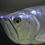 Miniaturbild: Arowana, Osteoglossum bicirrhosum