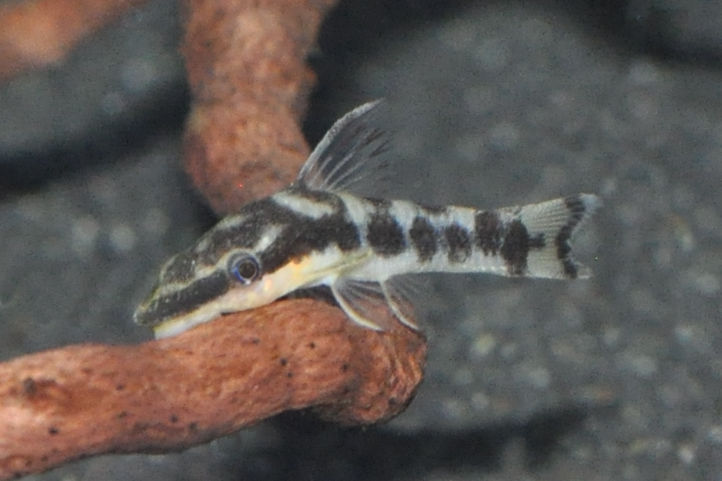 Miniaturbild: Zebra-Otocinclus, Otocinclus cocama