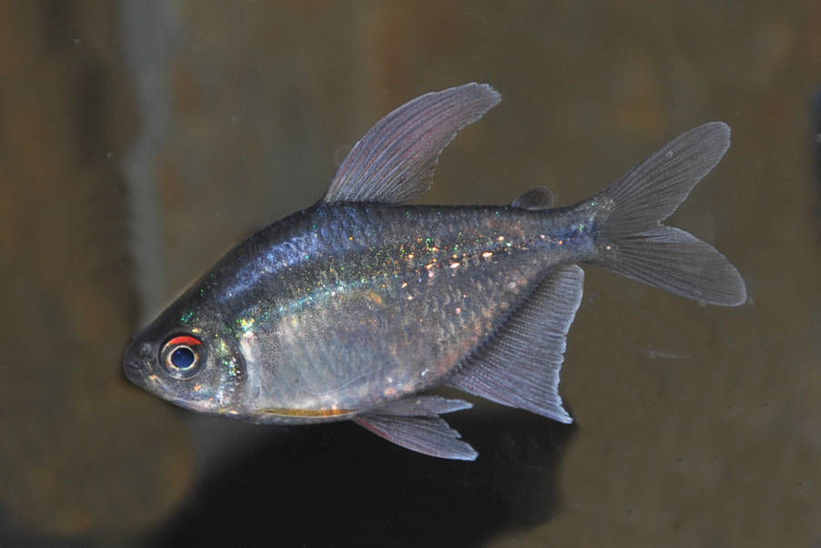 Brilliantsalmler, Moenkhausia pitteri
