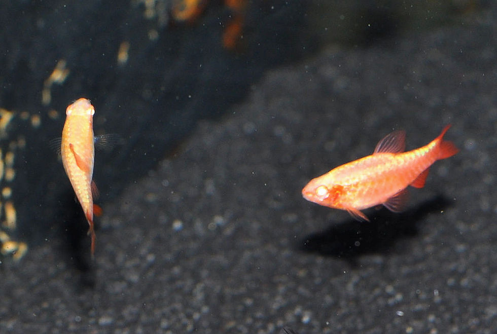 Miniaturbild: Bitterlingsbarbe, Puntius titteya, fire red albino