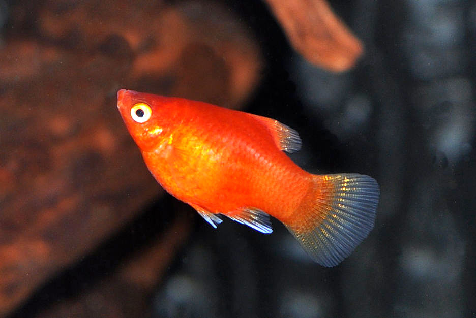 Miniaturbild: Korallen-Platy, Xiphophorus maculatus
