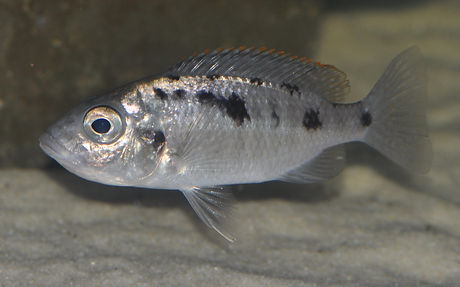 Otopharynx sp. spots Sani