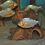 Miniaturbild: Roter Piranha, Serrasalmus nattereri