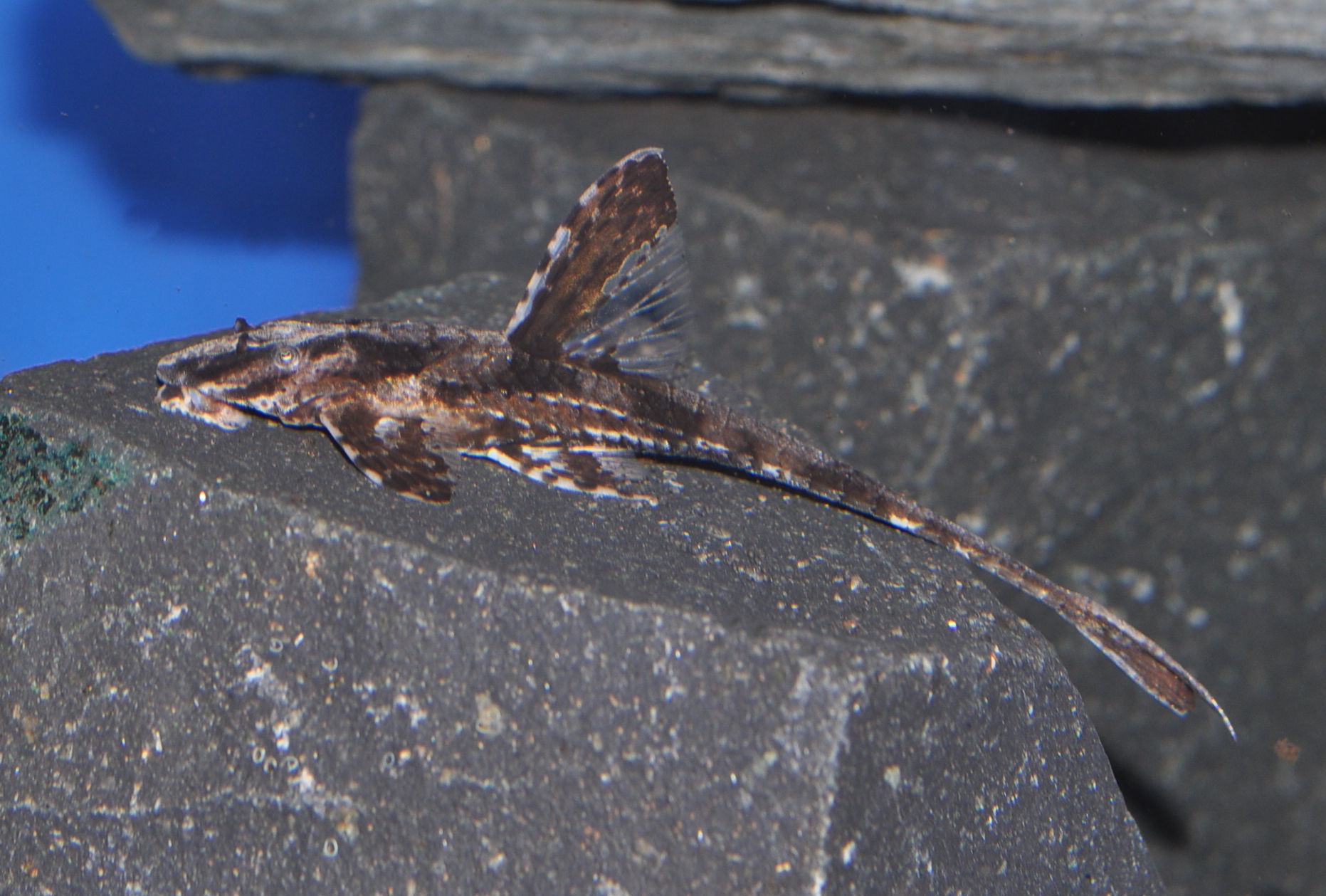 Schokoladenbrauner Hexenwels, Rineloricaria lanceolata