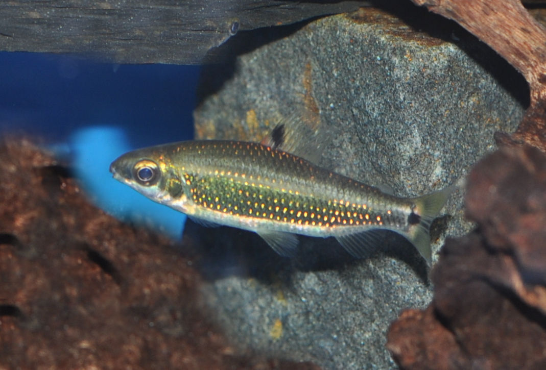 Teugels Geradsalmler, Distichodus teugelsi