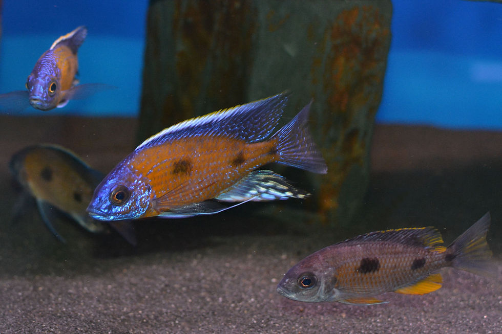 Miniaturbild: Copadichromis borleyi Jalo Reef