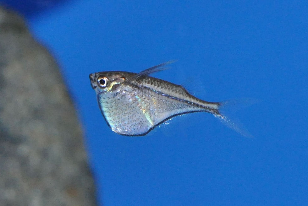 Miniaturbild: Schwarzschwingen-Beilbauchfisch, Carnegiella marthae