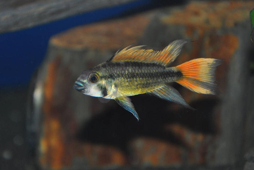 Miniaturbild: Kakadu-Zwergbuntbarsch, Apistogramma cacatuoides Orange Flash