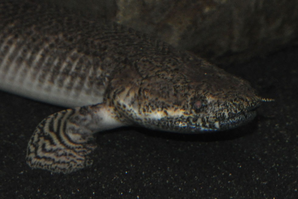 Miniaturbild: Schmuck Flösselhecht, Polypterus ornatipinnis