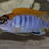 Miniaturbild: Labidochromis sp. hongi Hongi Island